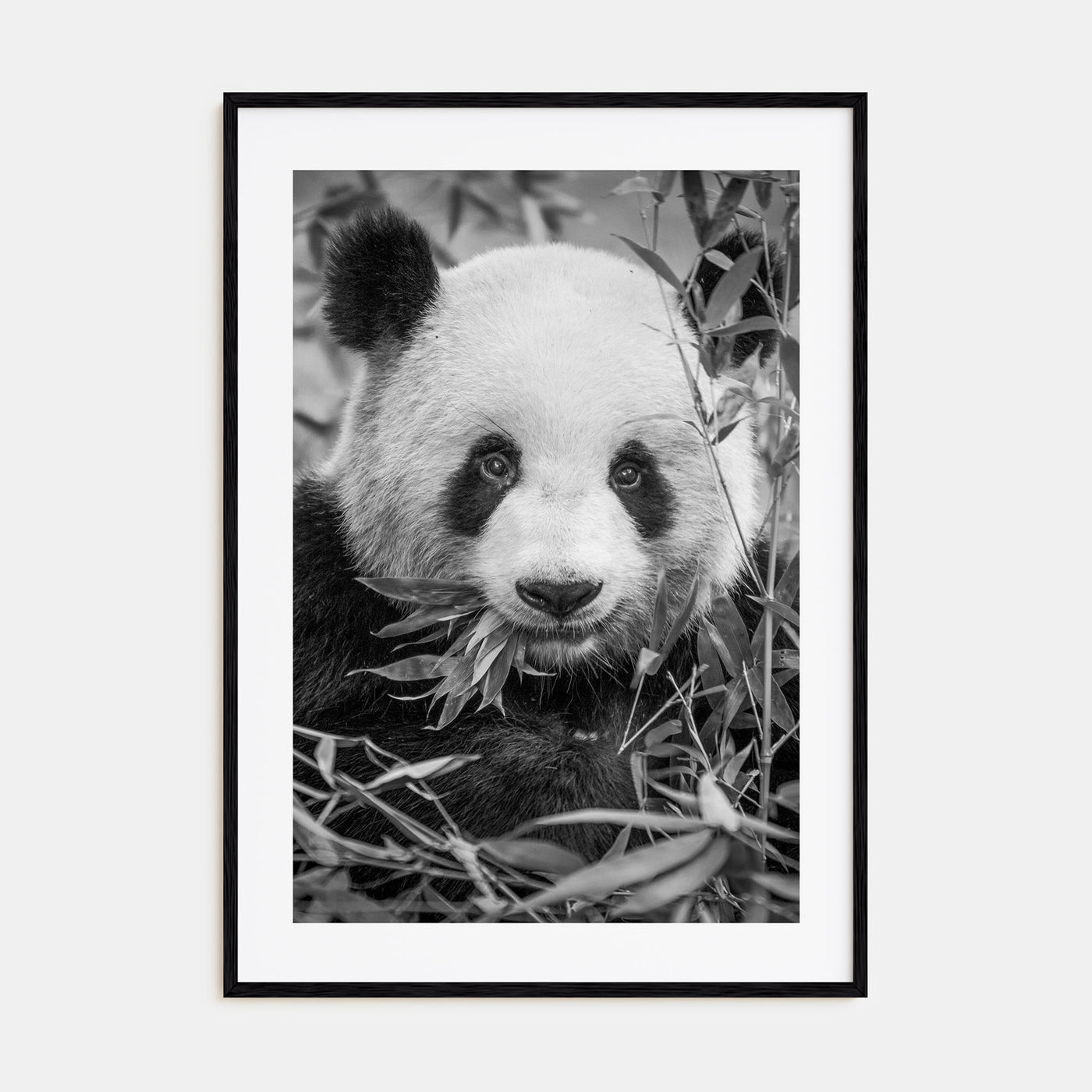 Panda Bear Photo B&W No 1 Poster