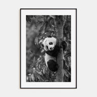 Panda Bear Photo B&W No 2 Poster