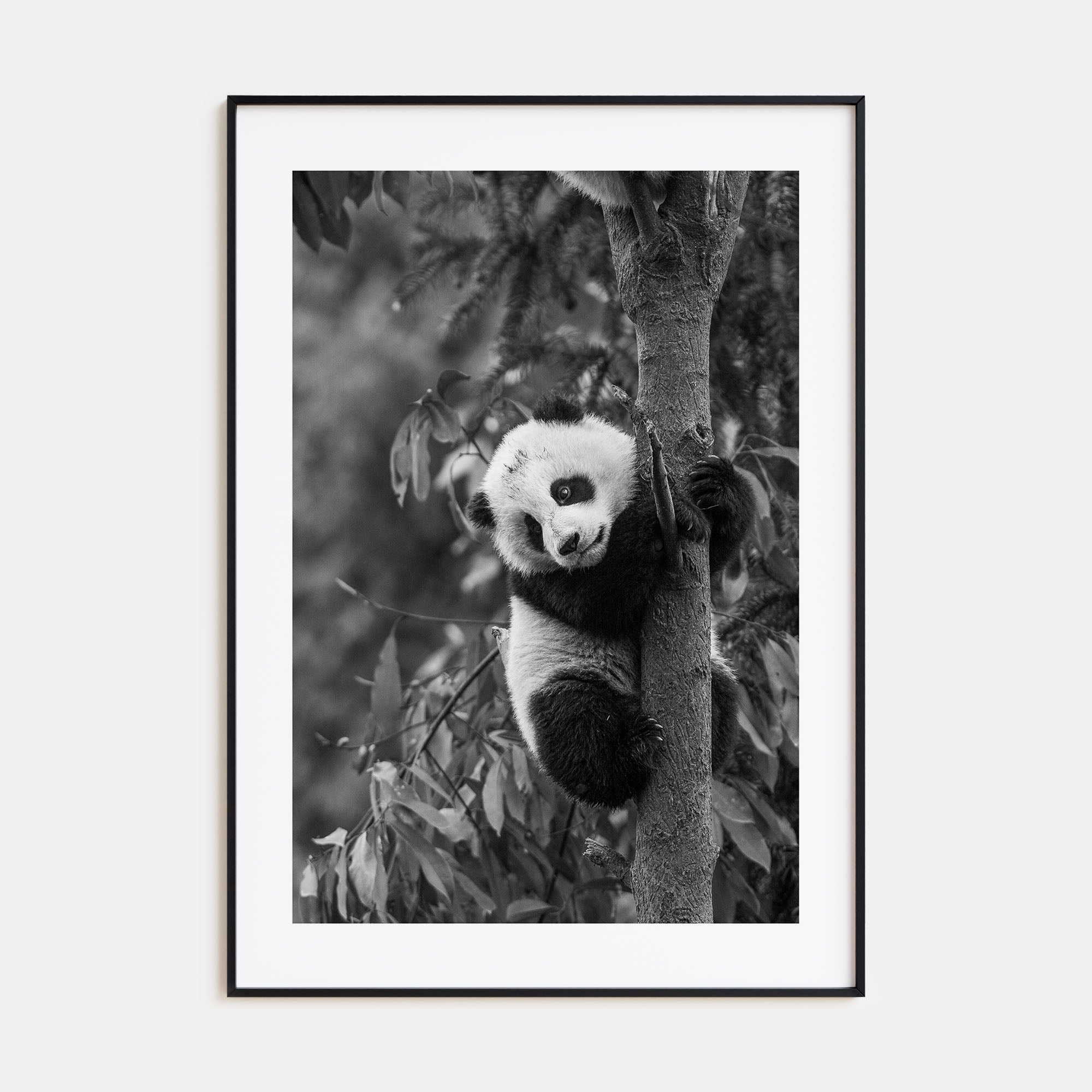 Panda Bear Photo B&W No 2 Poster