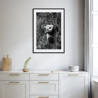Panda Bear Photo B&W No 2 Poster