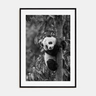 Panda Bear Photo B&W No 2 Poster