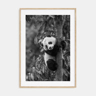 Panda Bear Photo B&W No 2 Poster