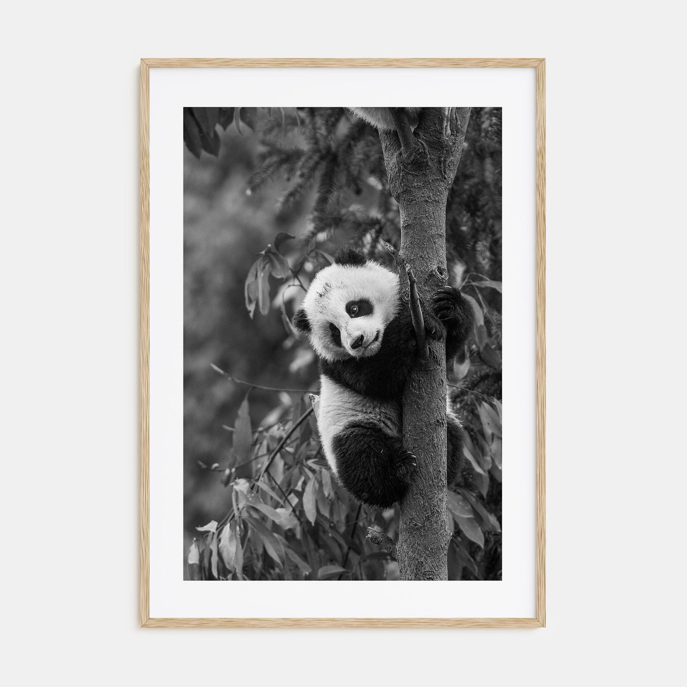 Panda Bear Photo B&W No 2 Poster