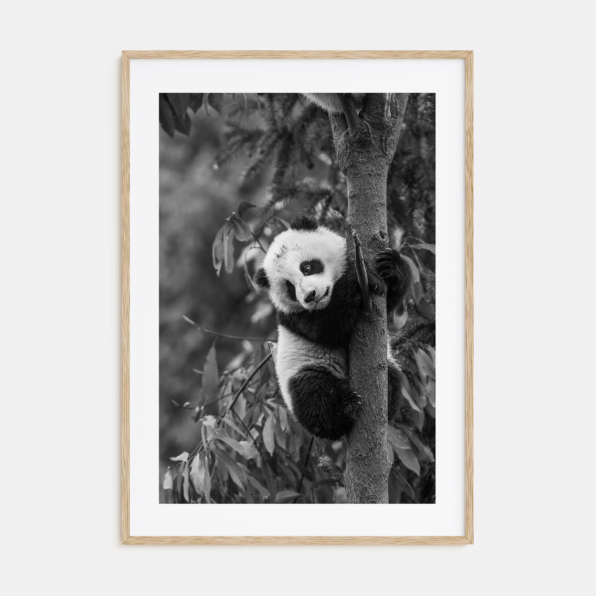 Panda Bear Photo B&W No 2 Poster