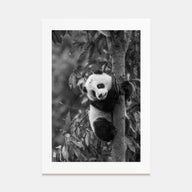 Panda Bear Photo B&W No 2 Poster