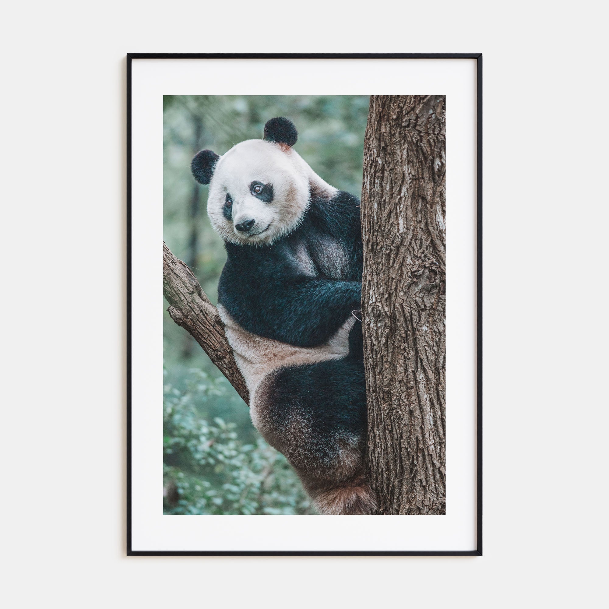 Panda Bear Photo Color Poster