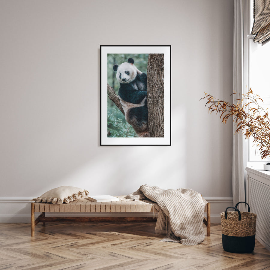 Panda Bear Photo Color Poster