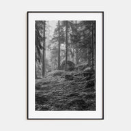 Pine Tree Forest Photo B&W No 2 Poster