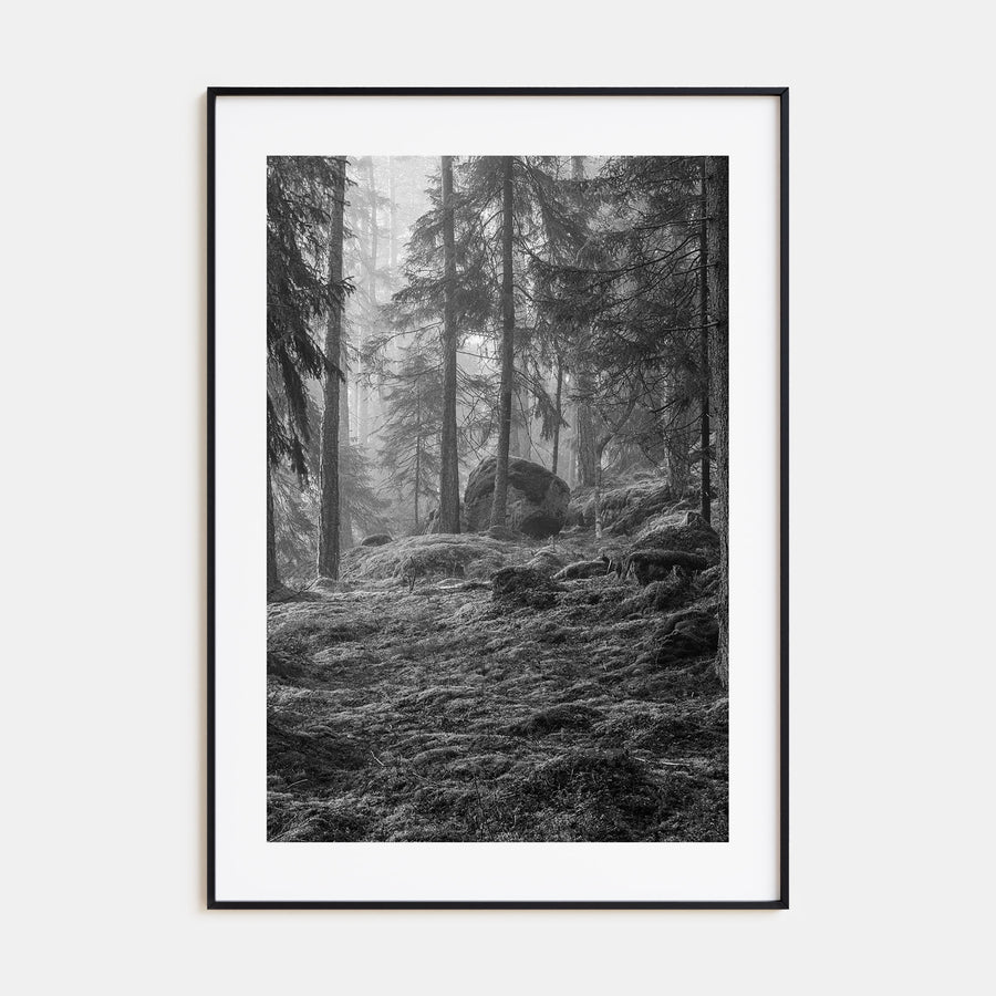 Pine Tree Forest Photo B&W No 2 Poster