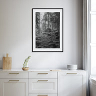 Pine Tree Forest Photo B&W No 2 Poster