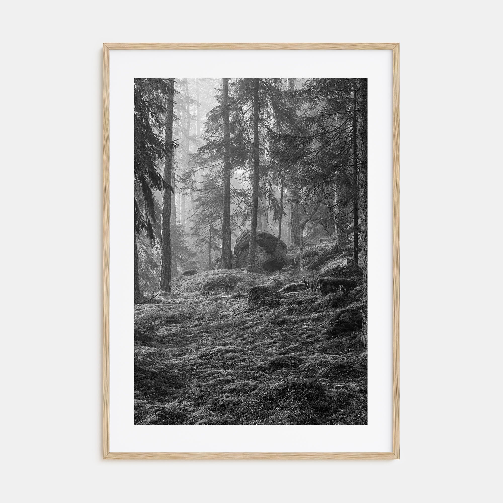 Pine Tree Forest Photo B&W No 2 Poster