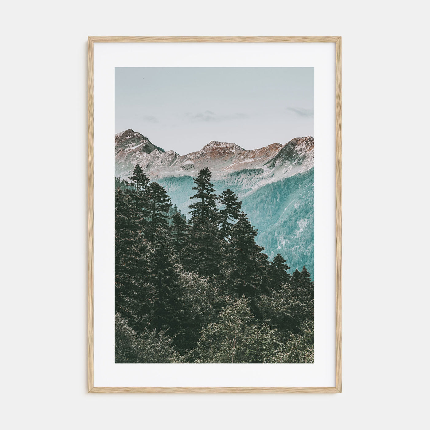 Pine Tree Forest Photo Color Poster