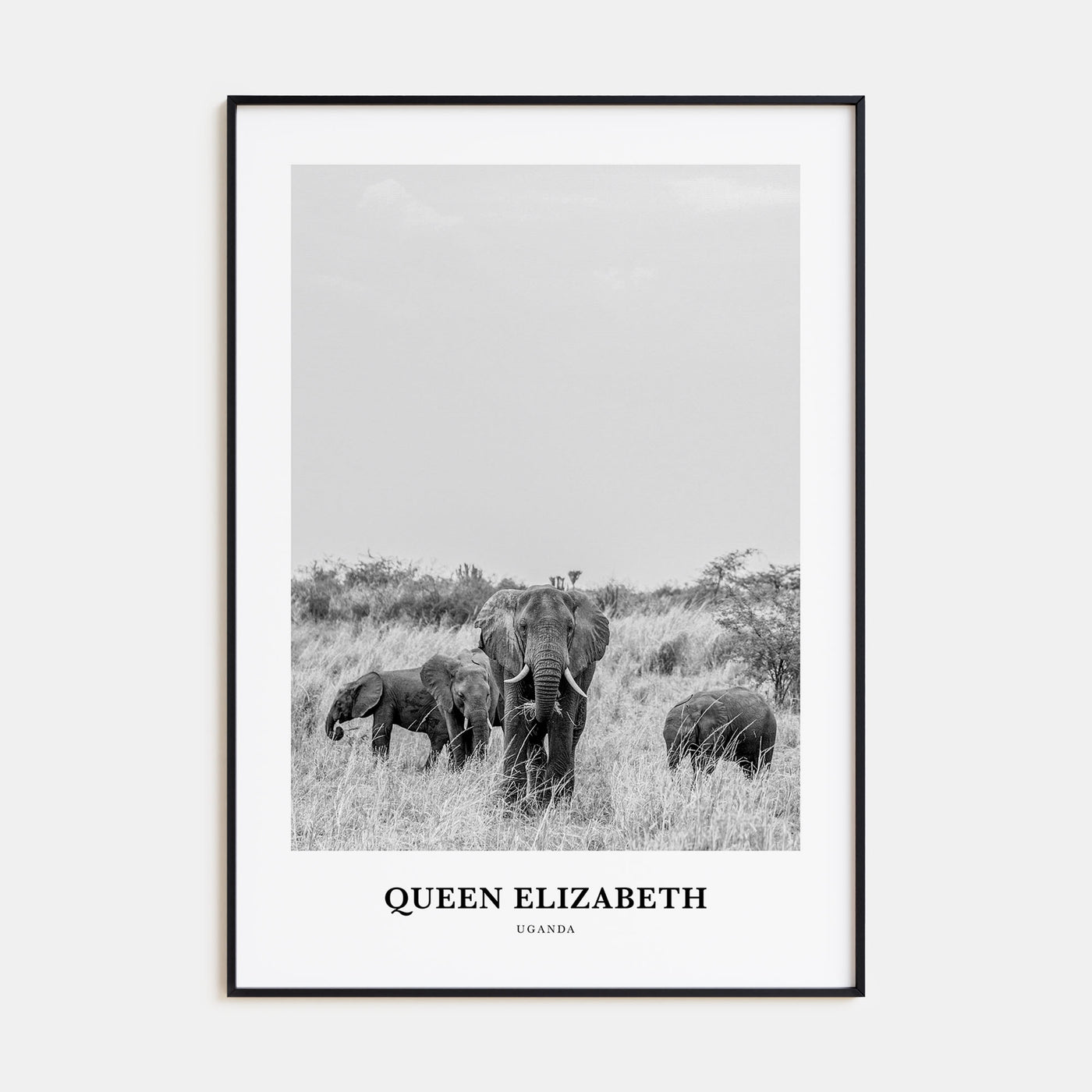 Queen Elizabeth National Park Portrait B&W Poster