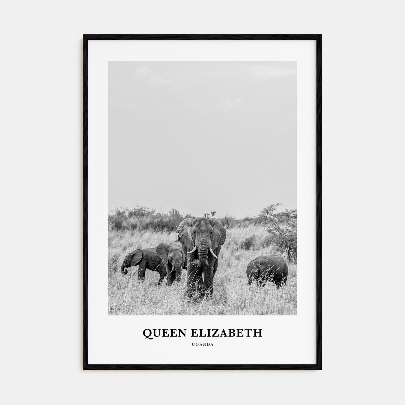 Queen Elizabeth National Park Portrait B&W Poster