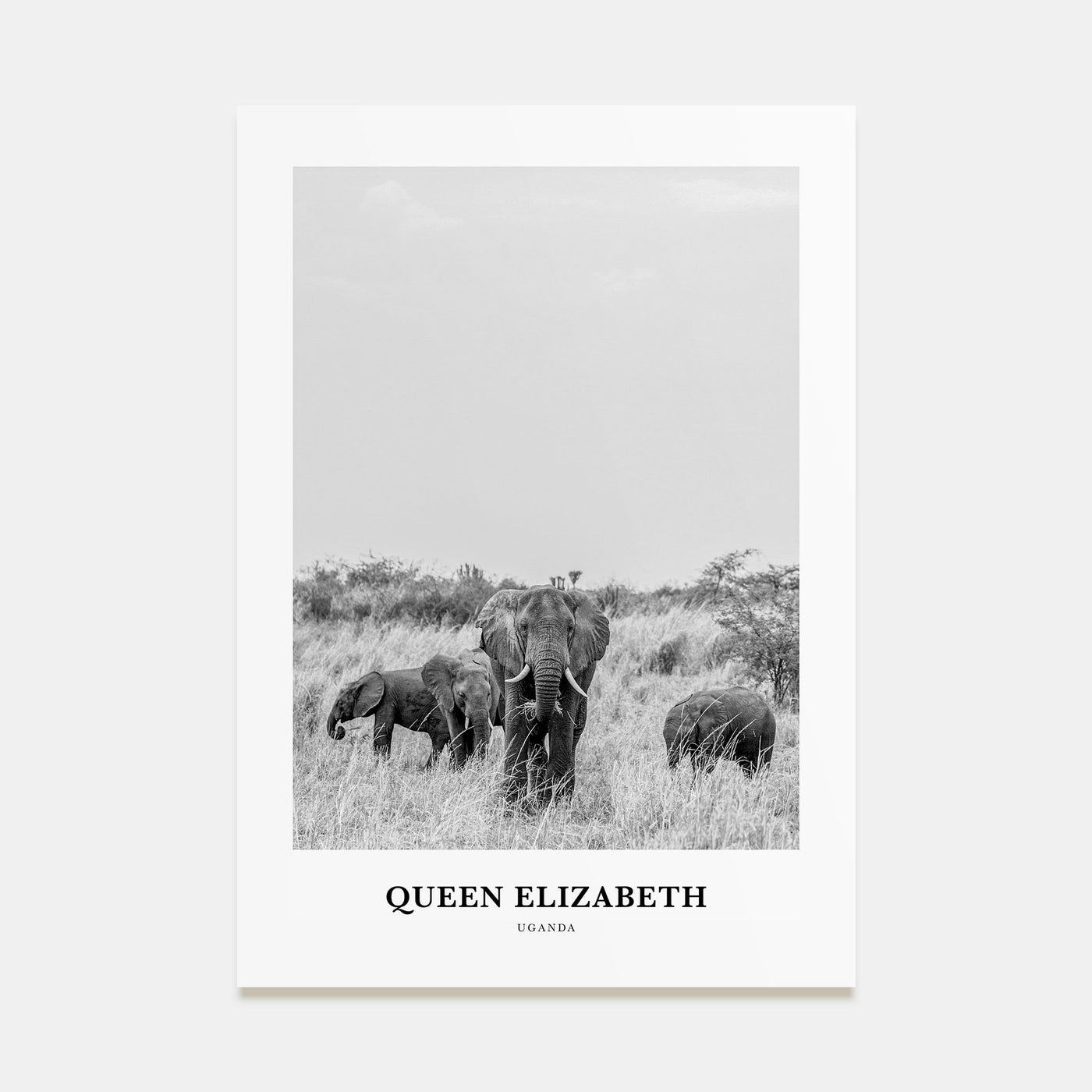Queen Elizabeth National Park Portrait B&W Poster