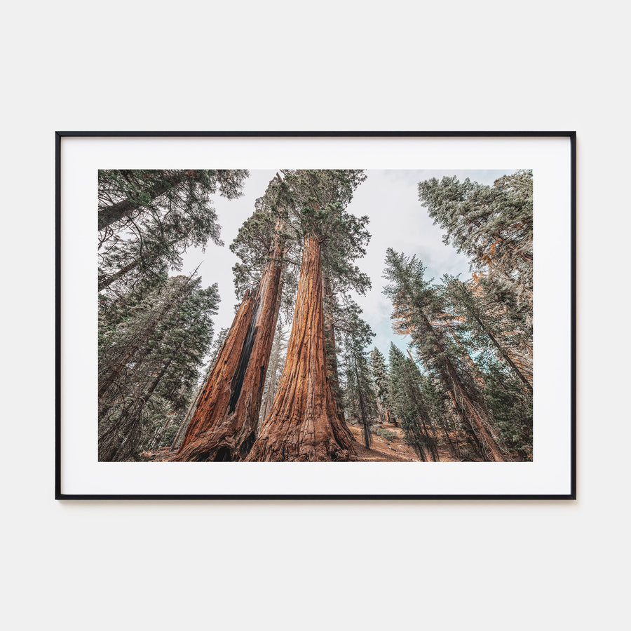 Redwood National Park Landscape Color Poster