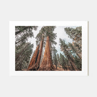Redwood National Park Landscape Color Poster