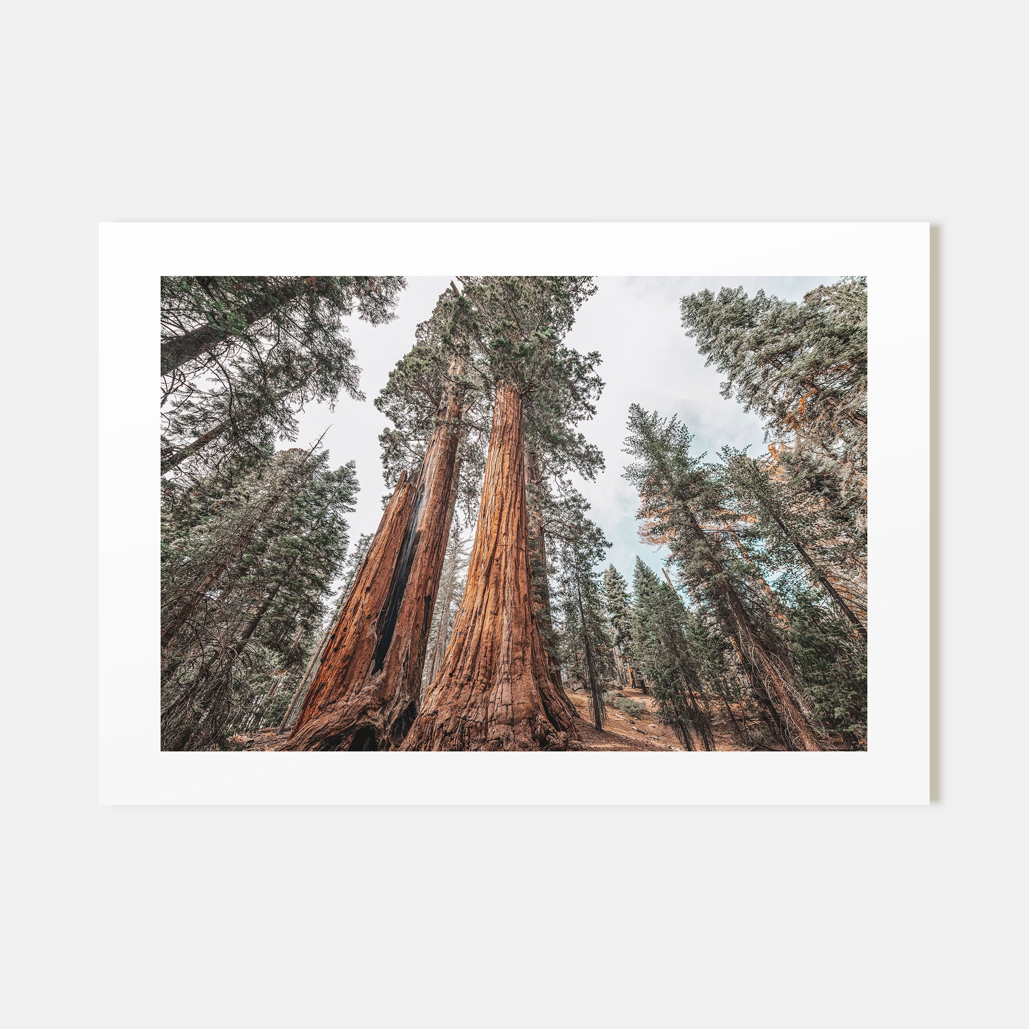 Redwood National Park Landscape Color Poster