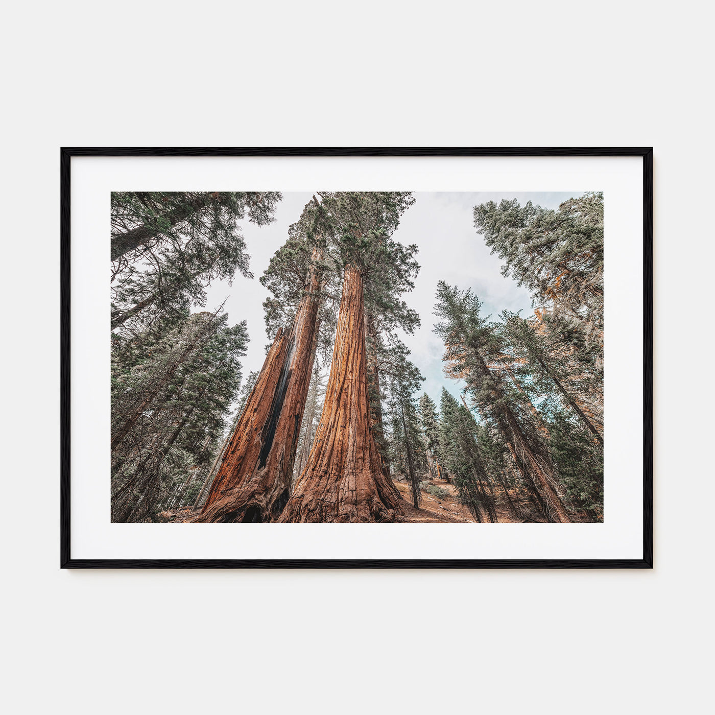 Redwood National Park Landscape Color Poster
