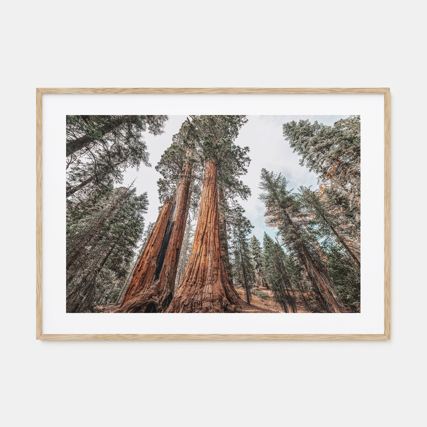 Redwood National Park Landscape Color Poster