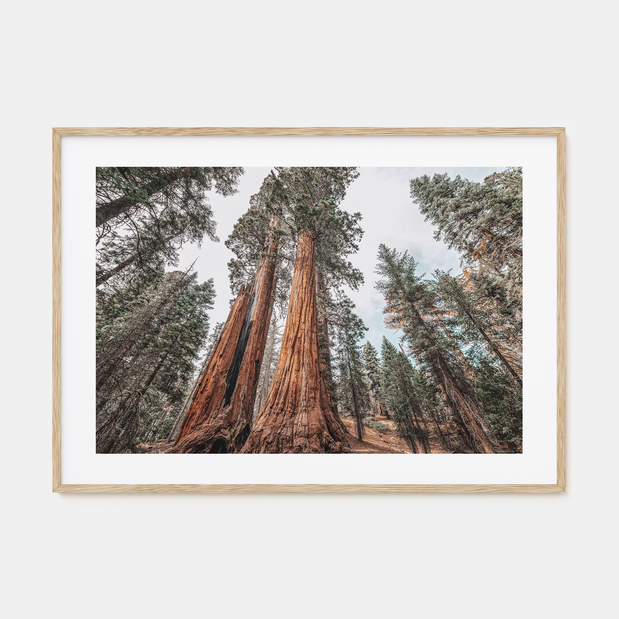 Redwood National Park Landscape Color Poster