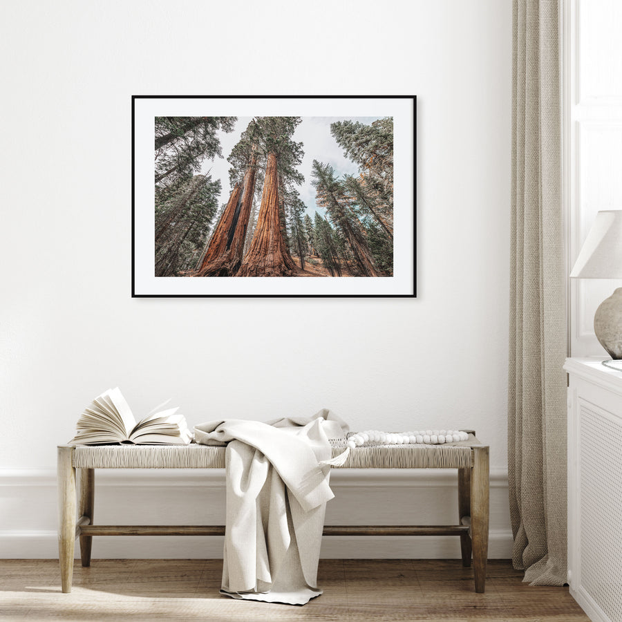 Redwood National Park Landscape Color Poster