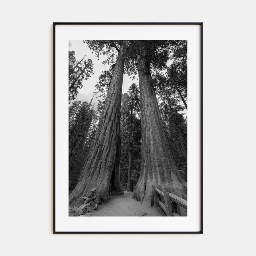 Redwood National Park Photo B&W Poster