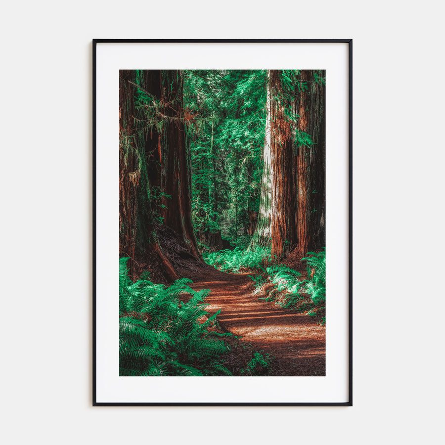 Redwood National Park Photo Color No 2 Poster