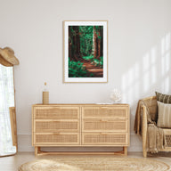 Redwood National Park Photo Color No 2 Poster