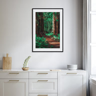 Redwood National Park Photo Color No 2 Poster