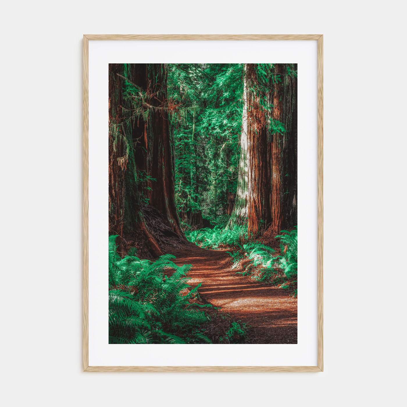 Redwood National Park Photo Color No 2 Poster