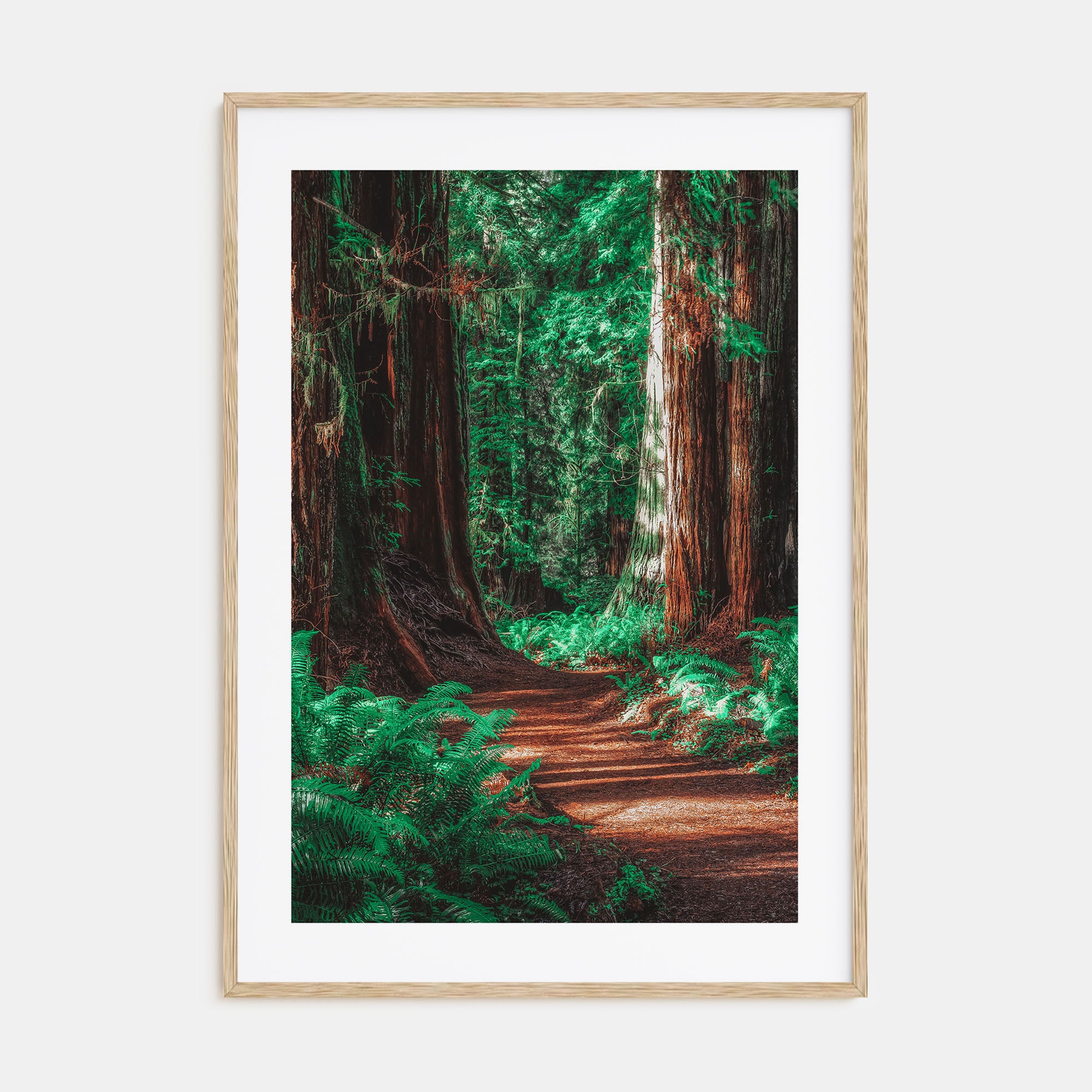 Redwood National Park Photo Color No 2 Poster