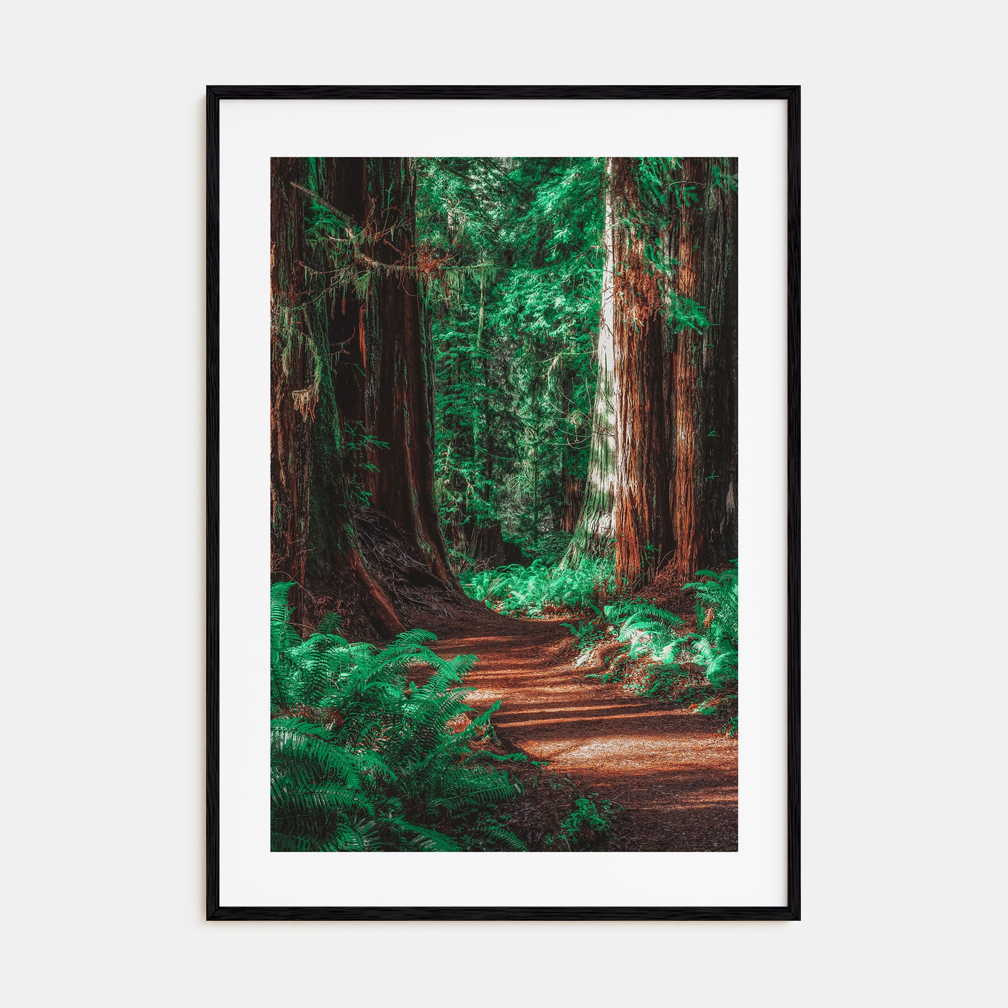 Redwood National Park Photo Color No 2 Poster