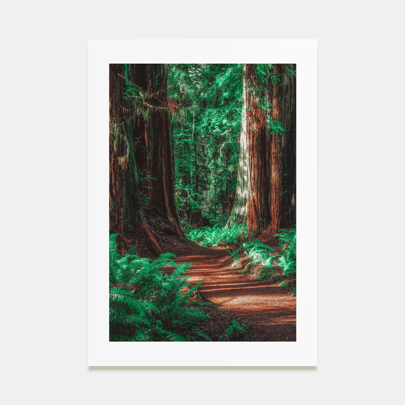 Redwood National Park Photo Color No 2 Poster