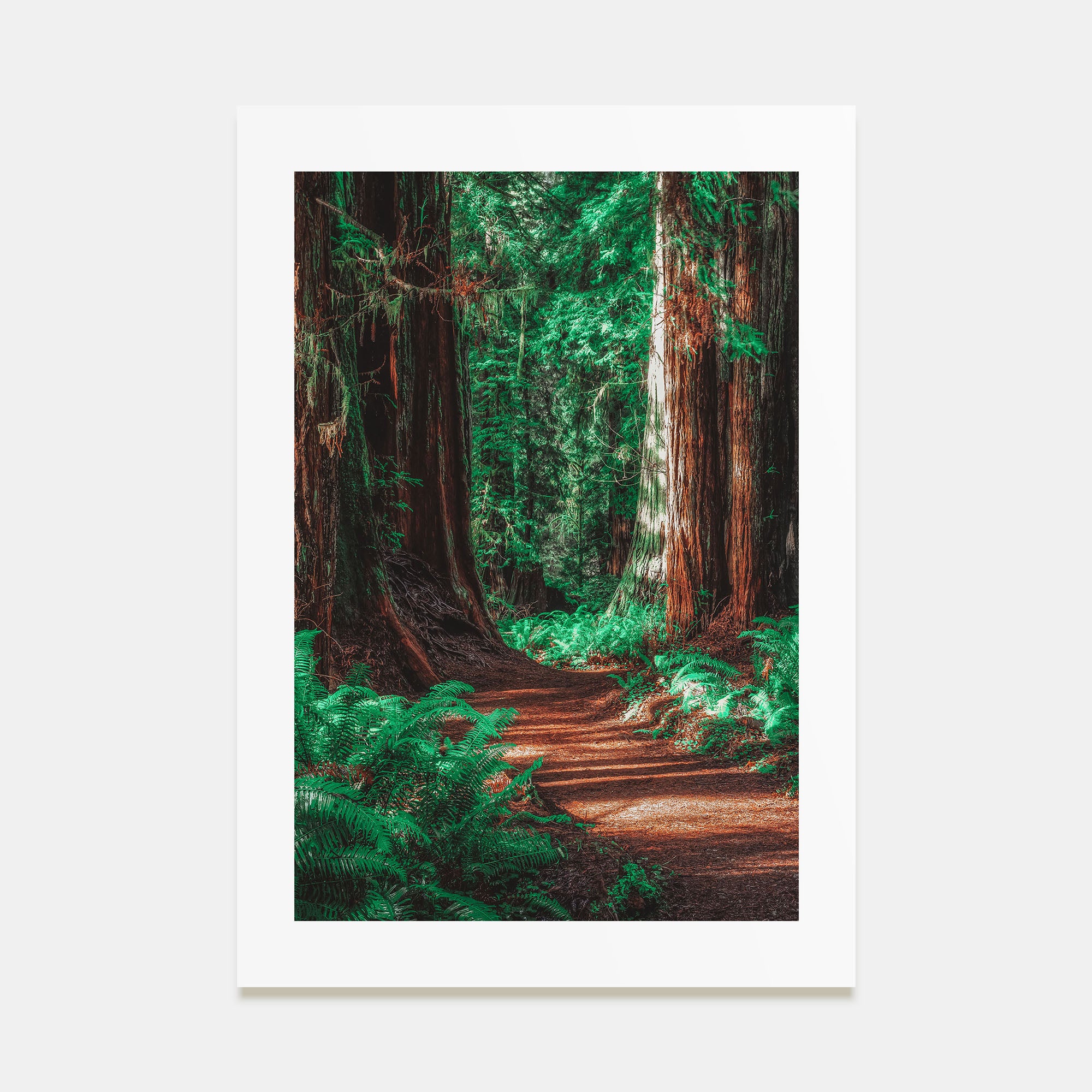 Redwood National Park Photo Color No 2 Poster
