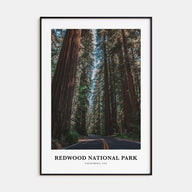 Redwood National Park Portrait Color Poster