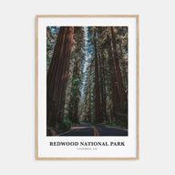 Redwood National Park Portrait Color Poster