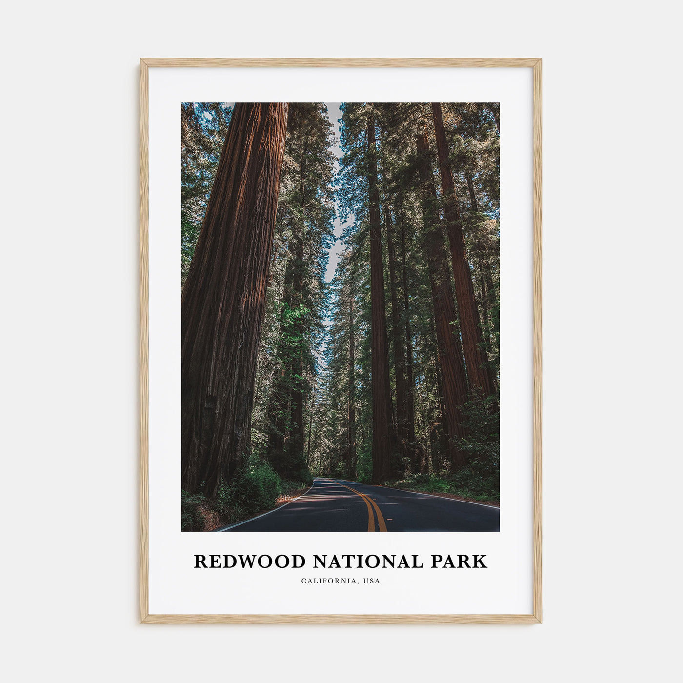 Redwood National Park Portrait Color Poster