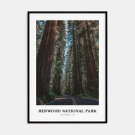 Redwood National Park Portrait Color Poster