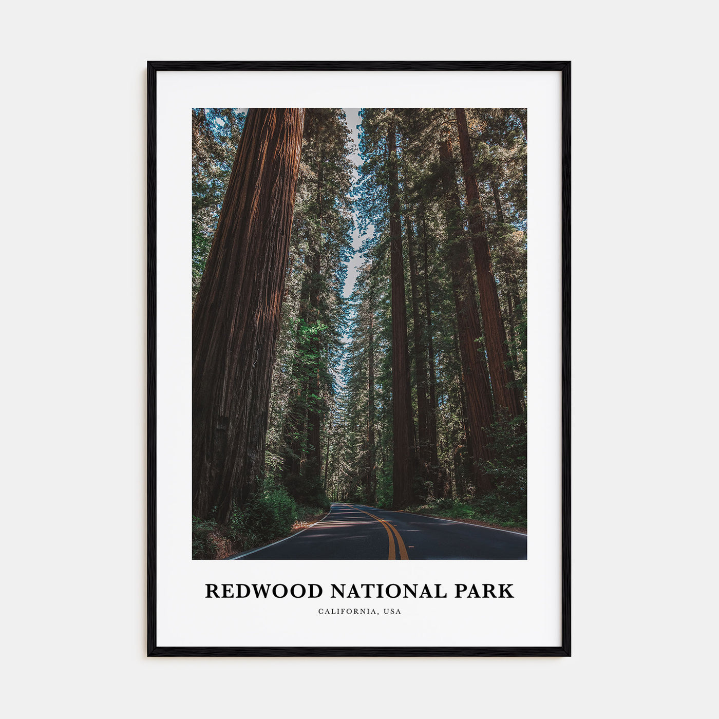 Redwood National Park Portrait Color Poster