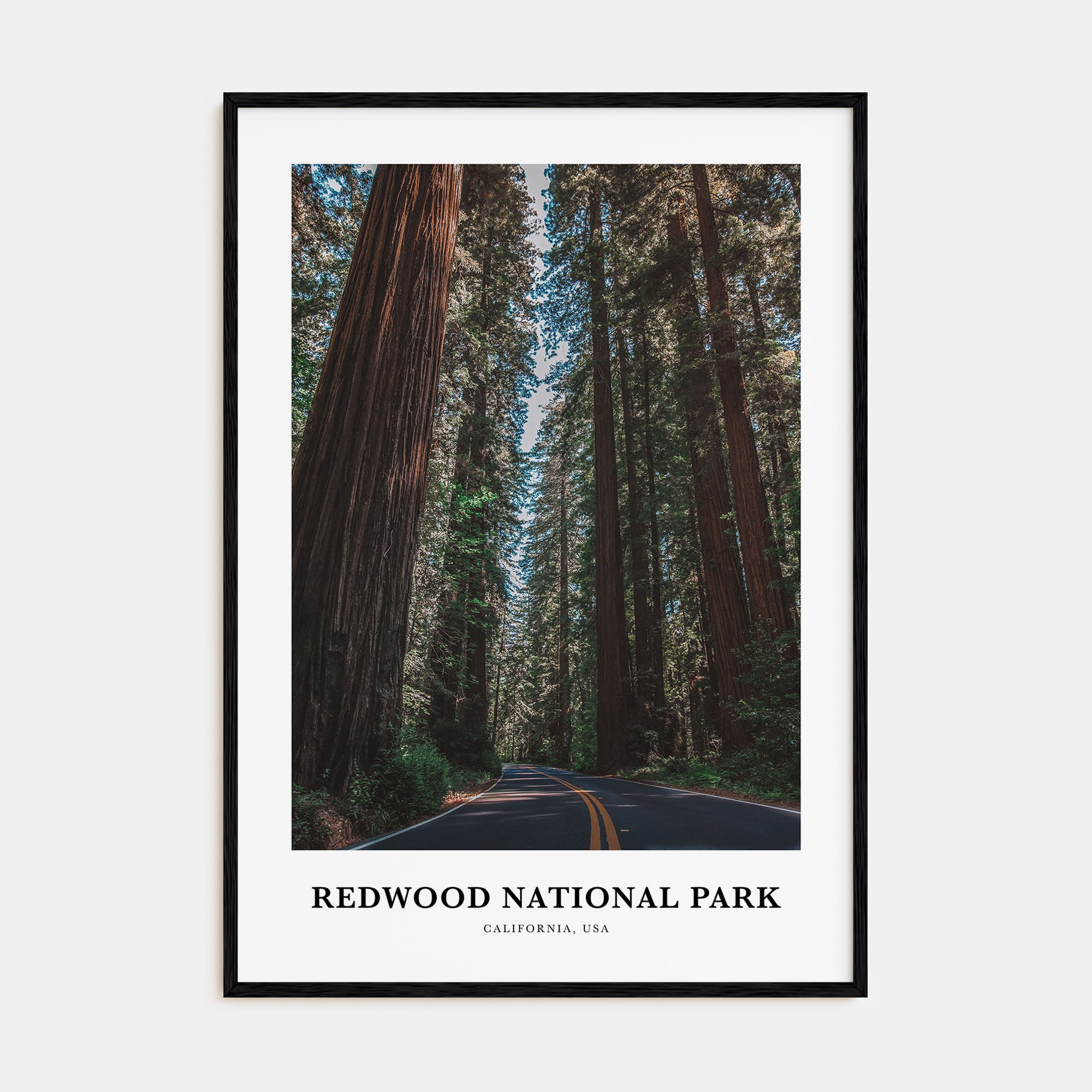 Redwood National Park Portrait Color Poster