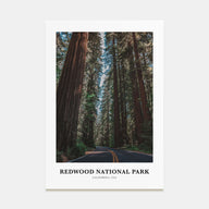 Redwood National Park Portrait Color Poster