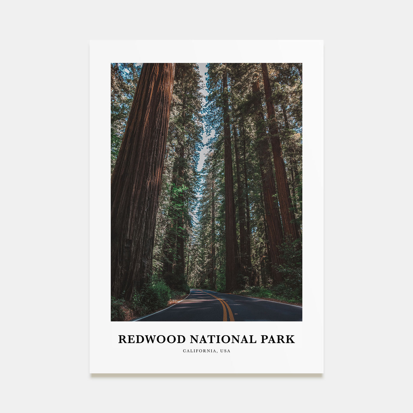 Redwood National Park Portrait Color Poster