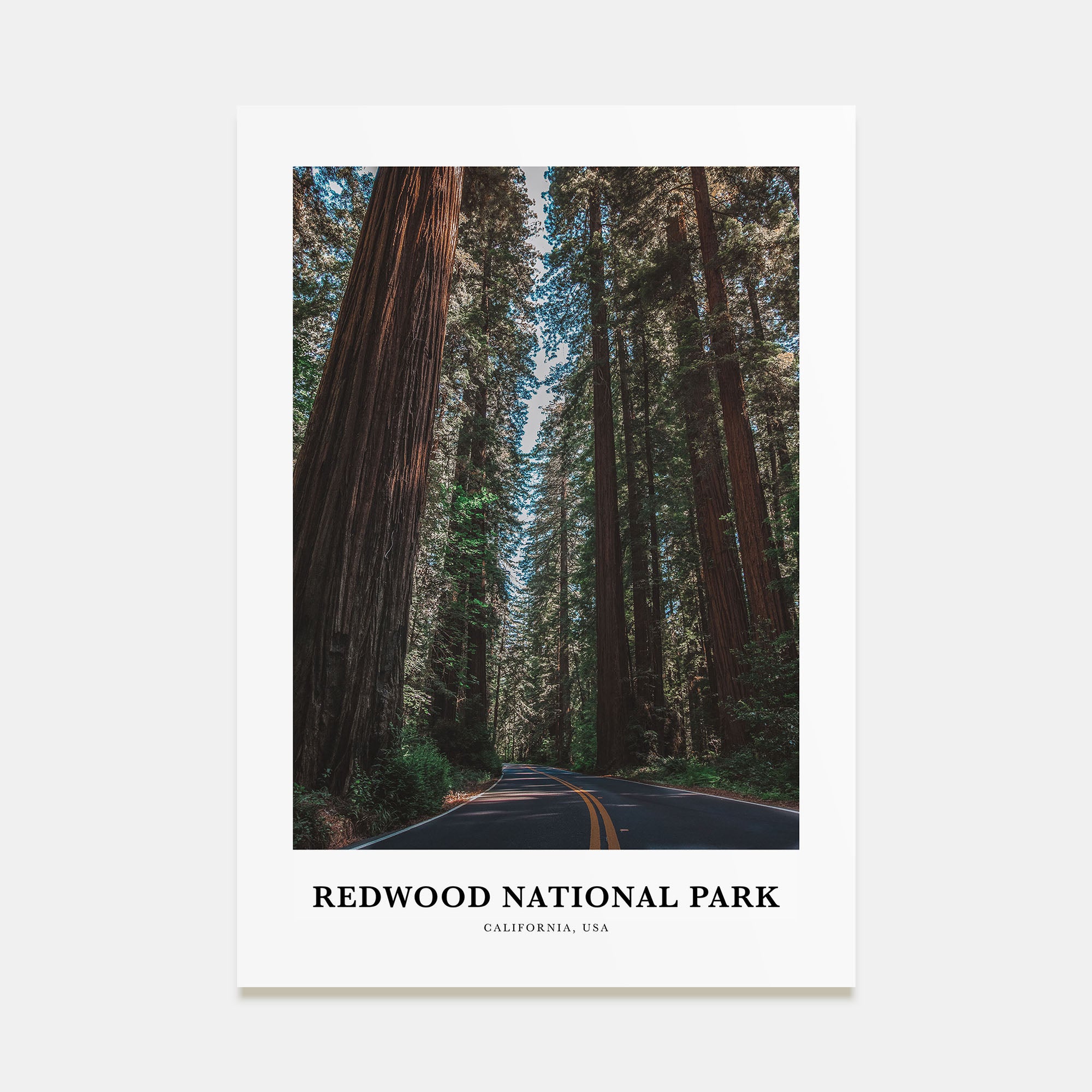 Redwood National Park Portrait Color Poster