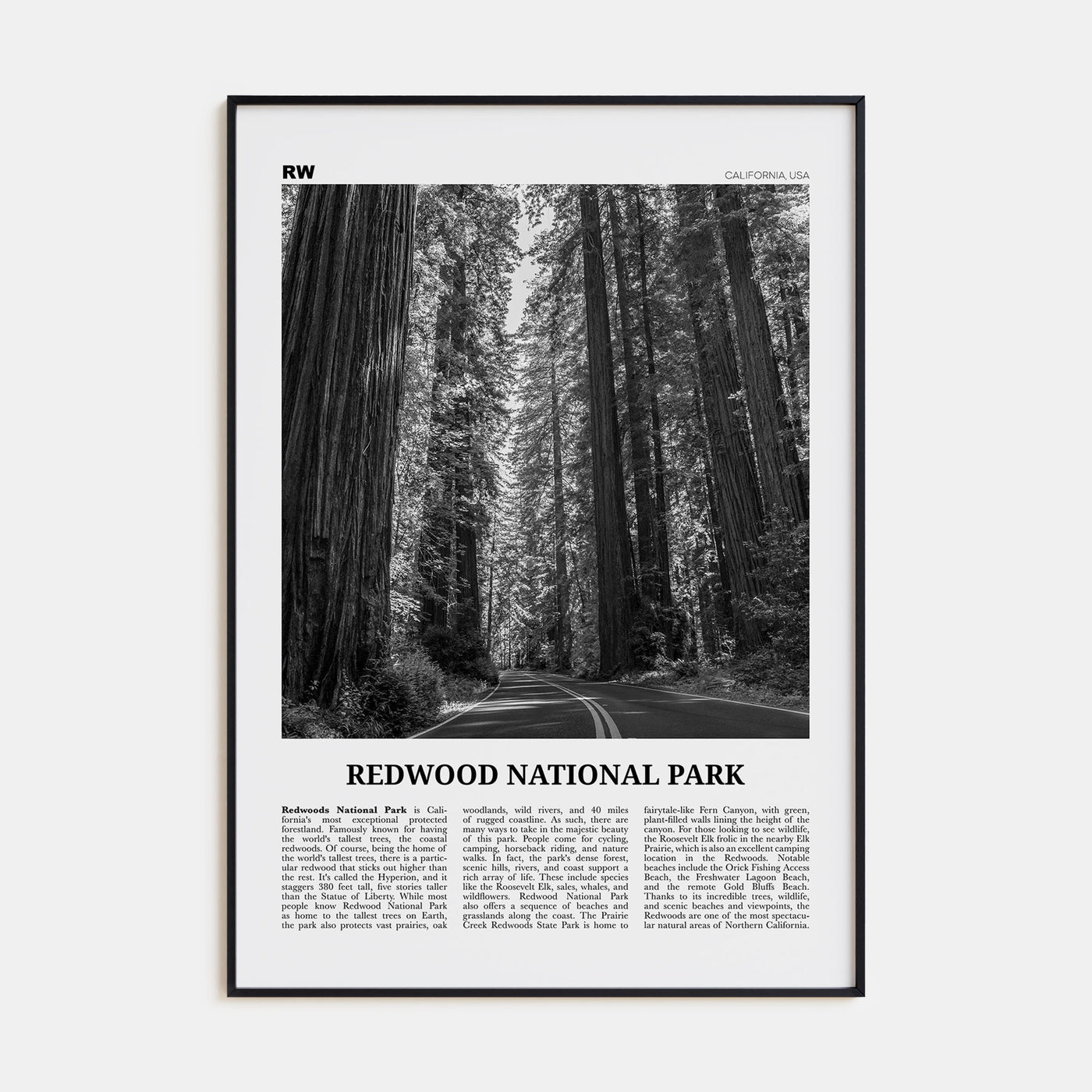 Redwood National Park Travel B&W Poster