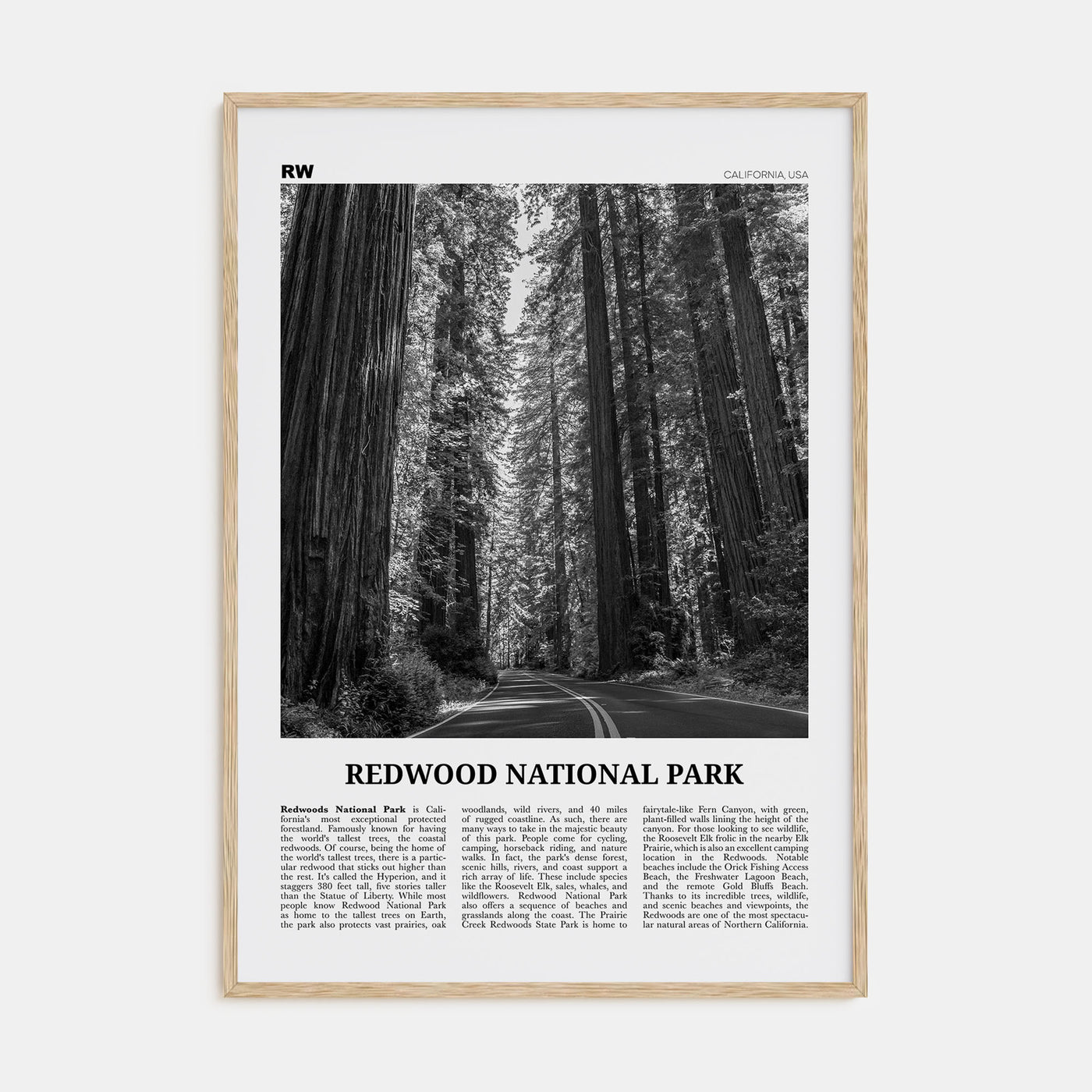 Redwood National Park Travel B&W Poster