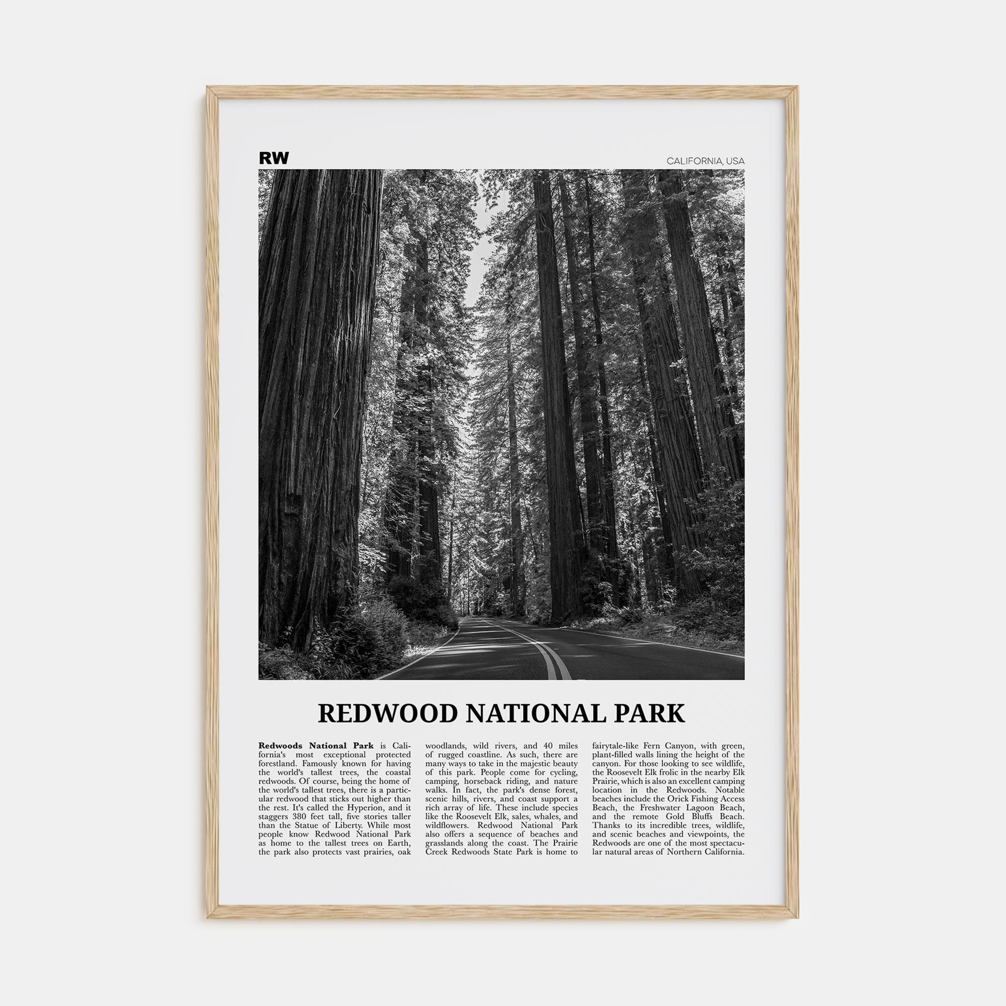 Redwood National Park Travel B&W Poster
