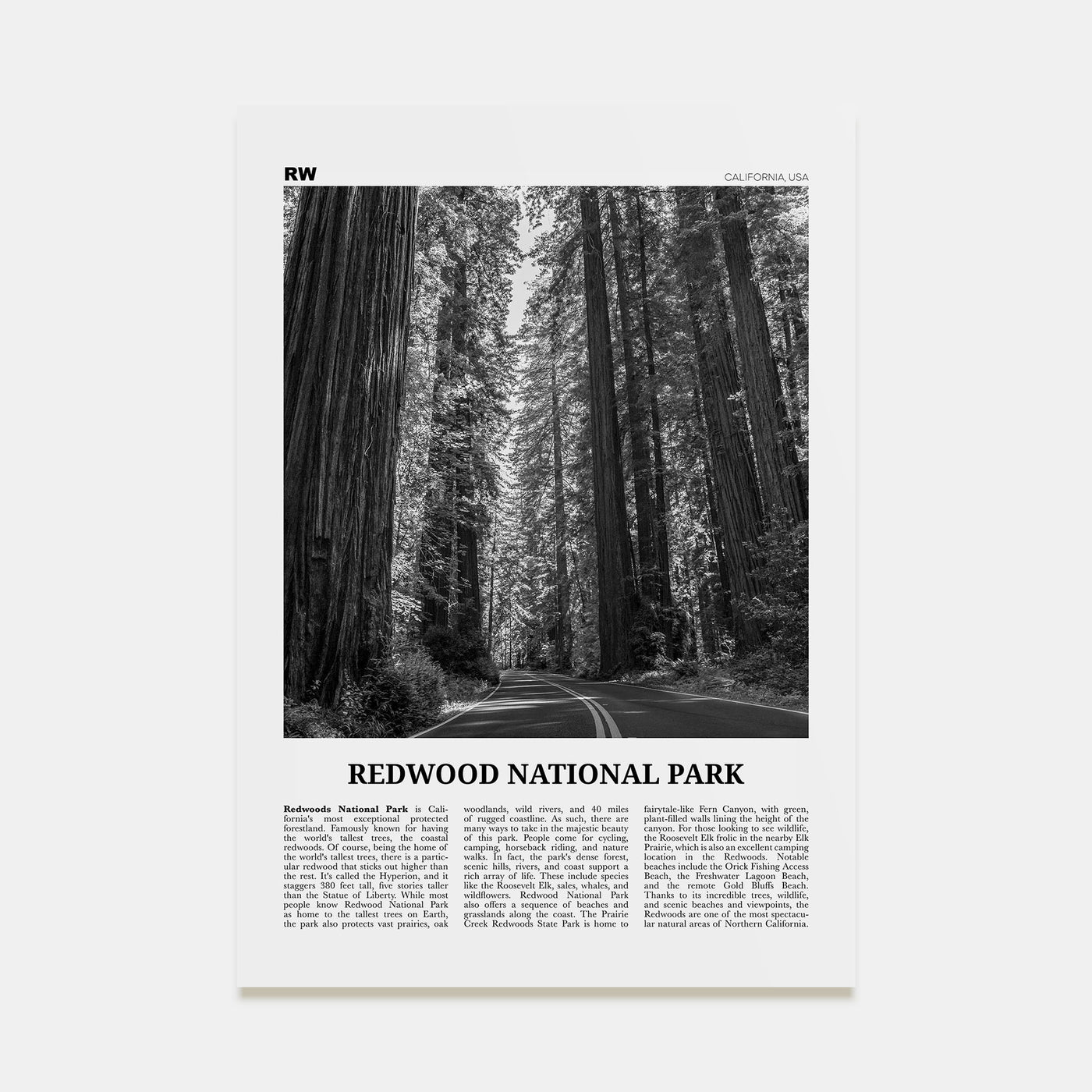 Redwood National Park Travel B&W Poster