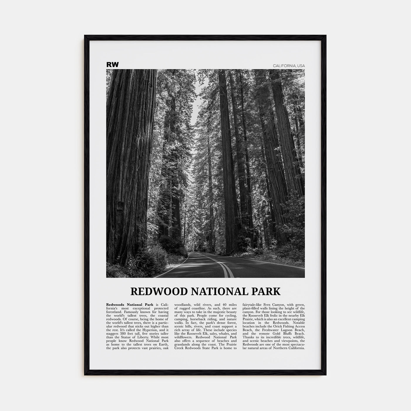 Redwood National Park Travel B&W Poster
