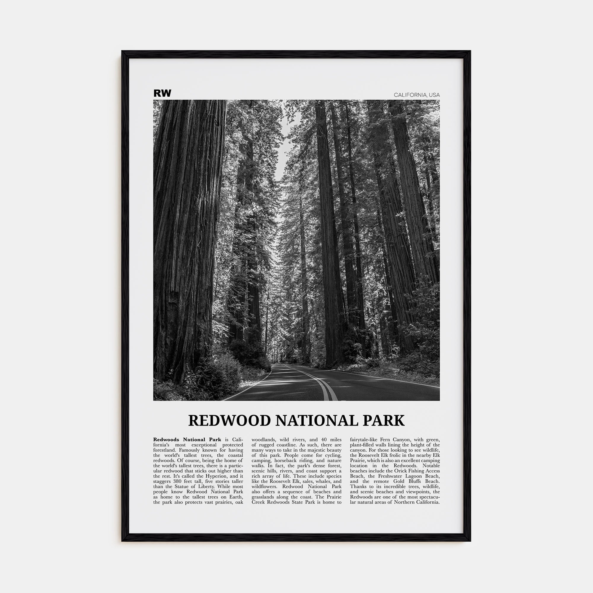 Redwood National Park Travel B&W Poster